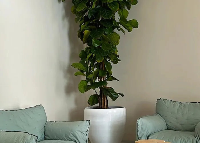 Palazzo Console 4* לצ'ה